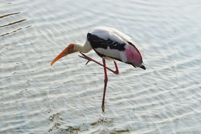 Painted Stork