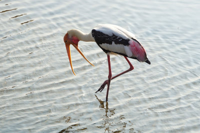 Painted Stork