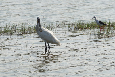 Eurasian Spoonbill