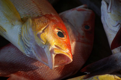 Fish market