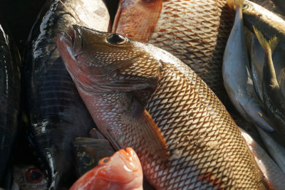 Fish market