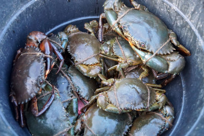Sea food for order