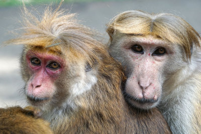 Toque Macaques monkeys