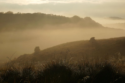 Morning fog
