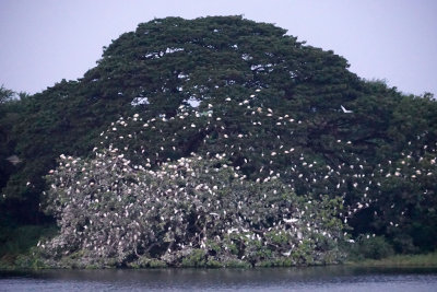 Tissa Lake