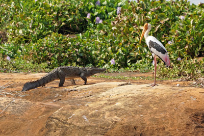 Crockdile and Stork