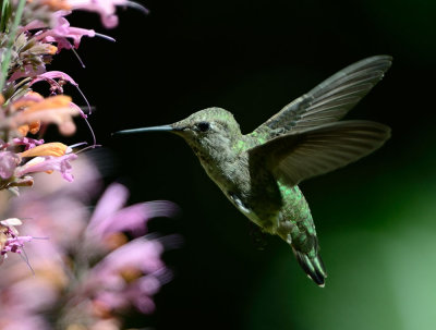Hummingbird_6740_72pi.jpg