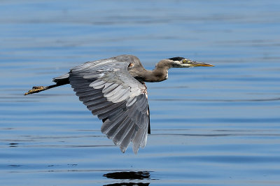 Redondo_heron_186_1000.jpg