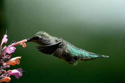 Hummingbird_4642_72pi.jpg