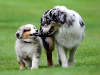 Tandem Aussies