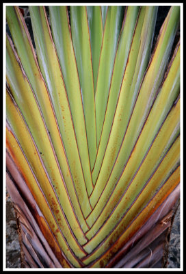 Caribbean Palm Frond