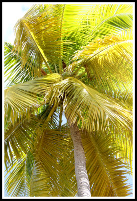 Palm Tree Spiral