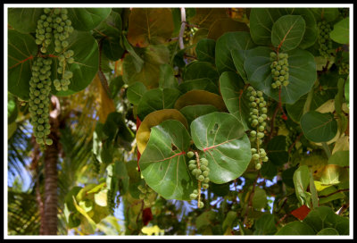 Sea Grapes