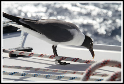 Seagull Eating