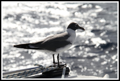 Seagull Friend 1