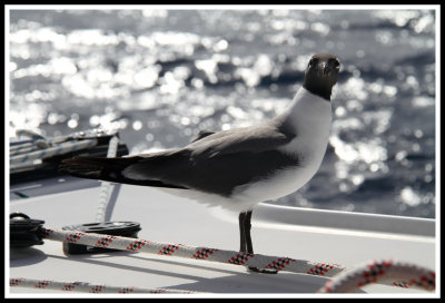 Seagull Friend Looking at Us