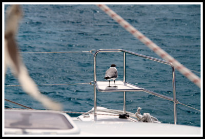 Seagull Friend on Watch