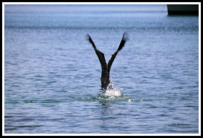 Dive Bombing Pelican