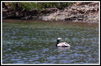 Gray Pelican