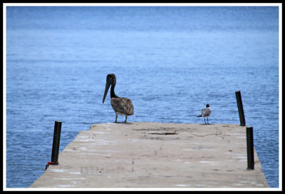 Penguin and Seagull