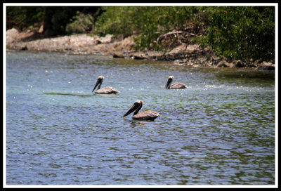 Three Pelicans