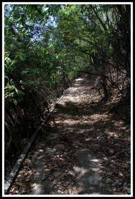 Trail into the Jungle