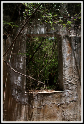 Window to the Jungle