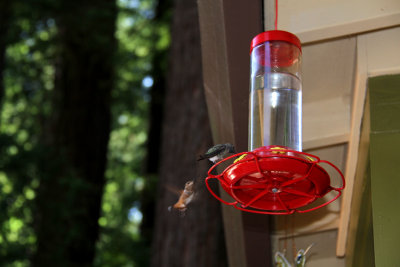 Hummingbirds at Rental House