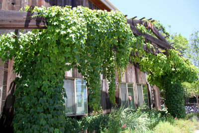 Moshin Winery