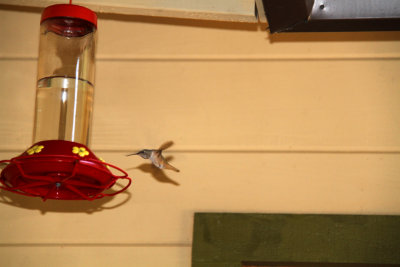 Cali Hummingbird