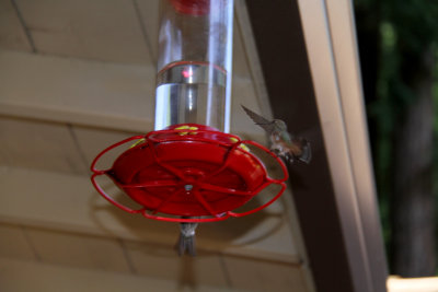 Cali Hummingbird Feeders