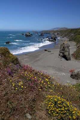 Flowers by the Ocean