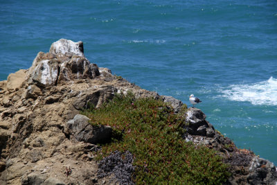 Lucky Bird by the Ocean