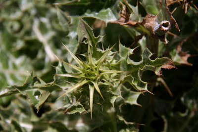 Ocean Thistle