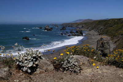 Pacific Coast Yellow Flowers