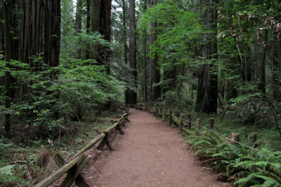 A Trail at Armstrong Redwoods