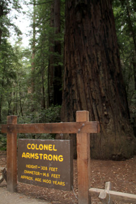 Colonel Armstrong Tree