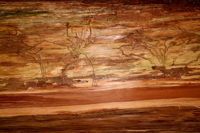 Designs on Trees