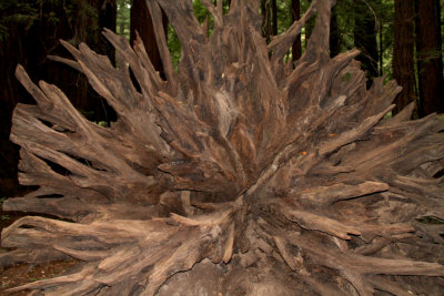 Fallen Tree Roots