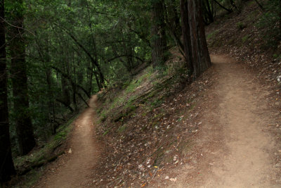 Hiking Trail at Armstrong Redwoods