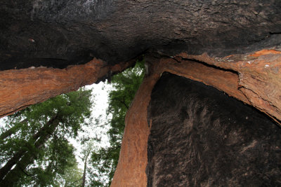 Inside a Big Tree