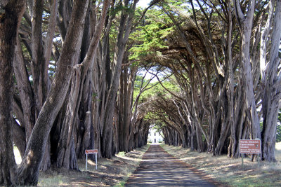 California Canopy
