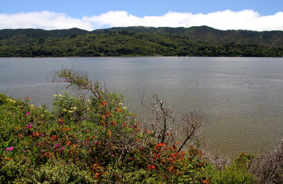 California Foreground