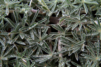 Leaf Patterns