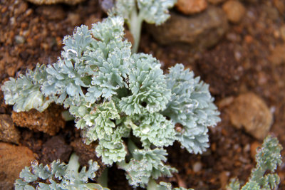 Lichen Closeup
