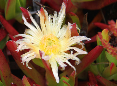 Yellow Cali Flower