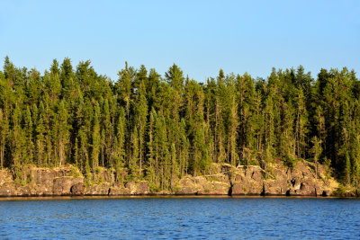 Jack Pine Forest in Sweet Hour