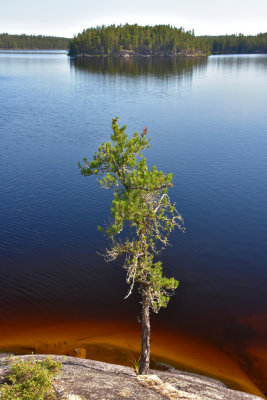 Little Tree Red Water