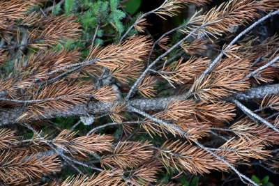 Old Pine Needles