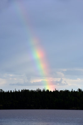 Woodland Caribou Rainbow